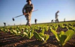 خبرگزاری صدا و سیما- مدیر جهاد کشاورزی بابل از پرداخت 334 میلیاردی تسهیلات کشاورزی از محل منابع صندوق توسعه ملی خبر داد.